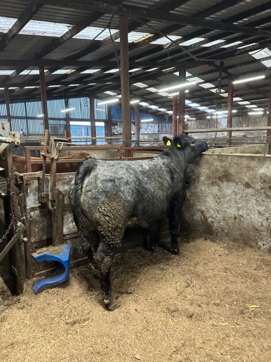 Blue grey springers - Image 4