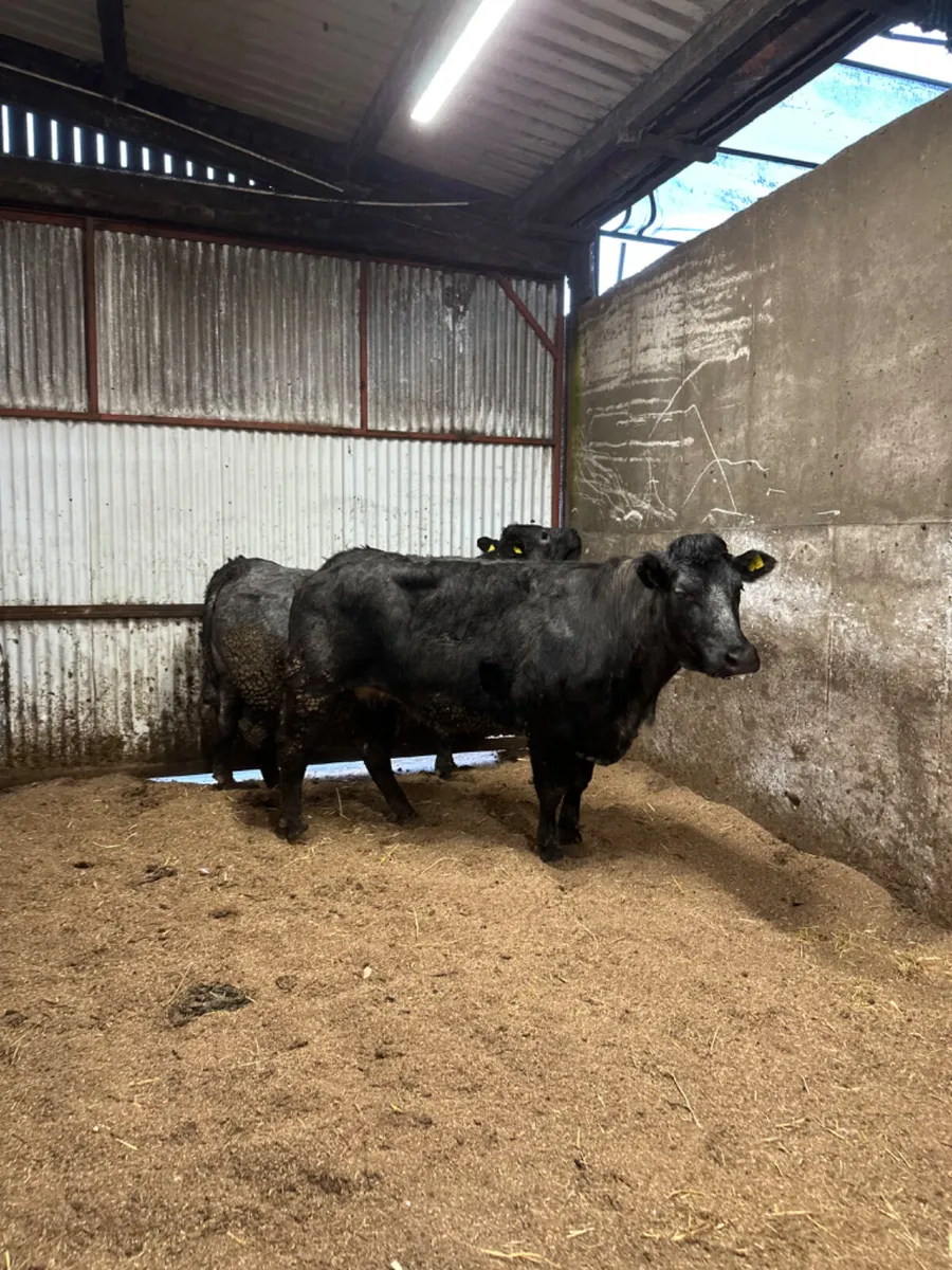 Blue grey springers - Image 1