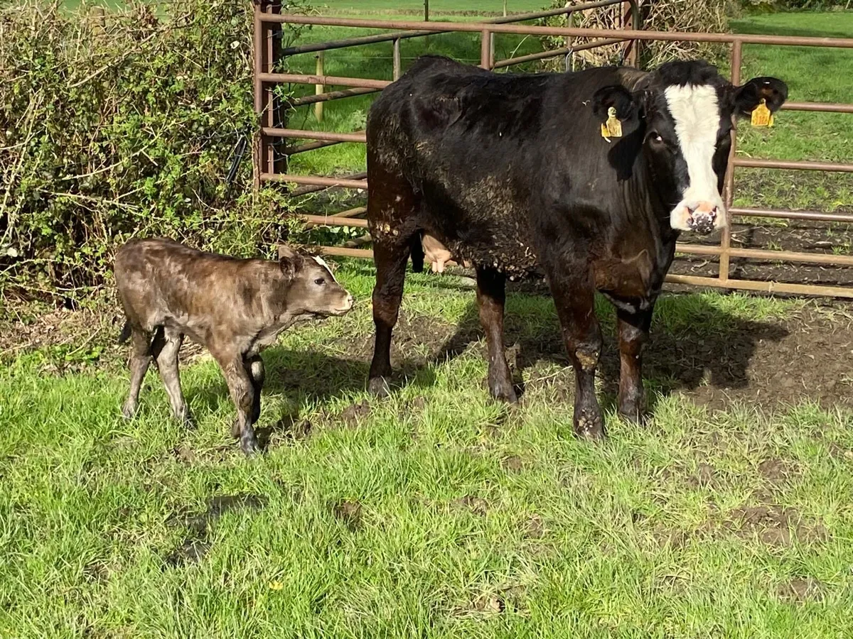 5* Limousin Heifers with calves at foot - Image 1