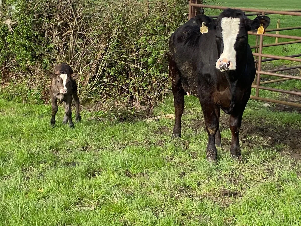 5* Limousin Heifers with calves at foot - Image 2