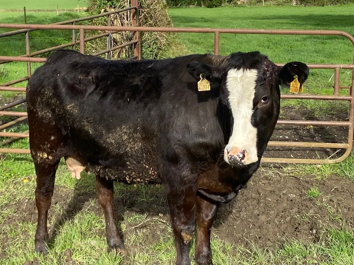 5* Limousin Heifers with calves at foot - Image 3