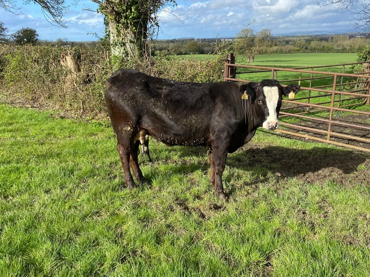 5* Limousin Heifers with calves at foot - Image 4