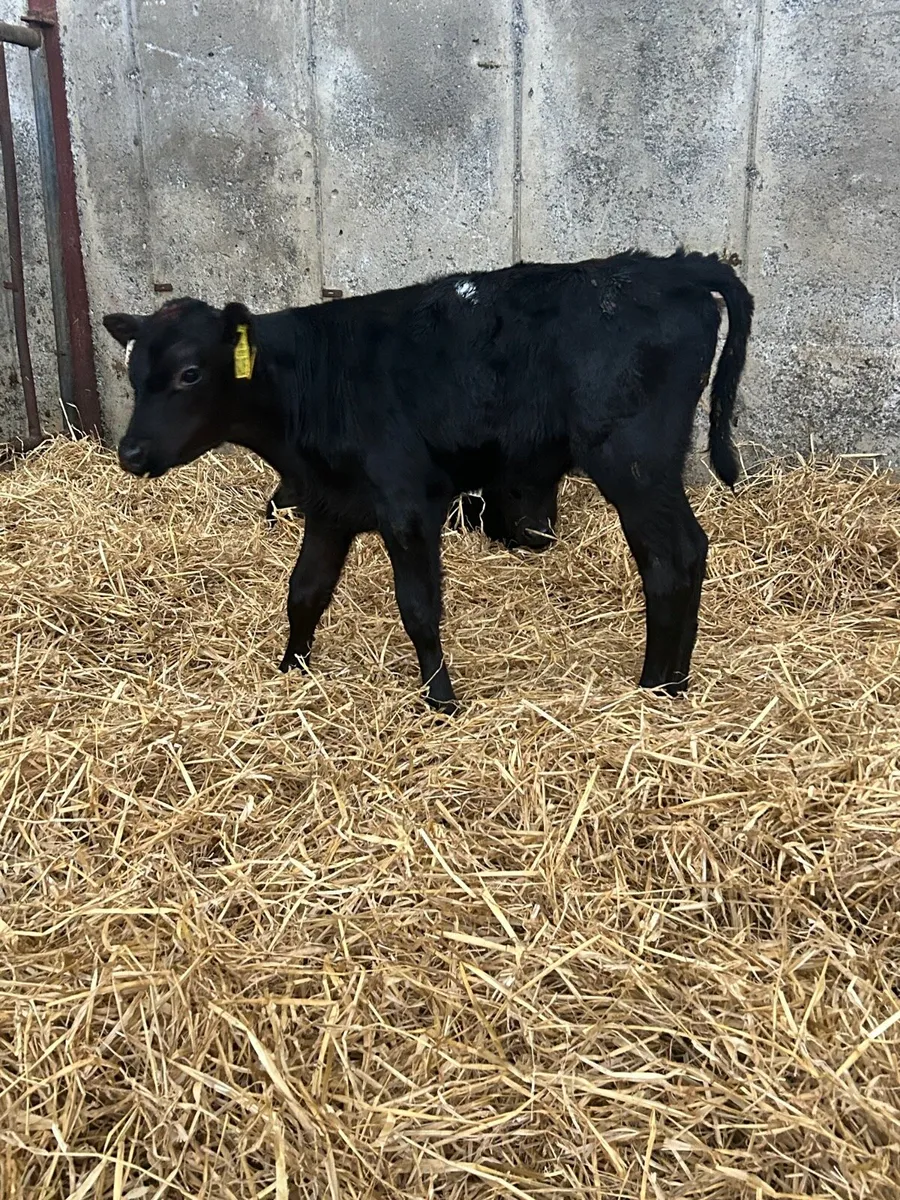Wh and aa calves - Image 1