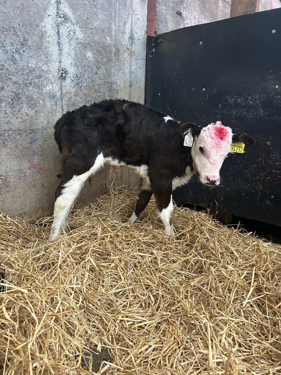 Wh and aa calves - Image 2
