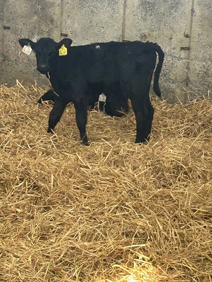 Wh and aa calves - Image 3