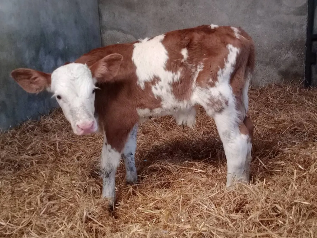 Red Angus & Montbeliarde calves - Image 1