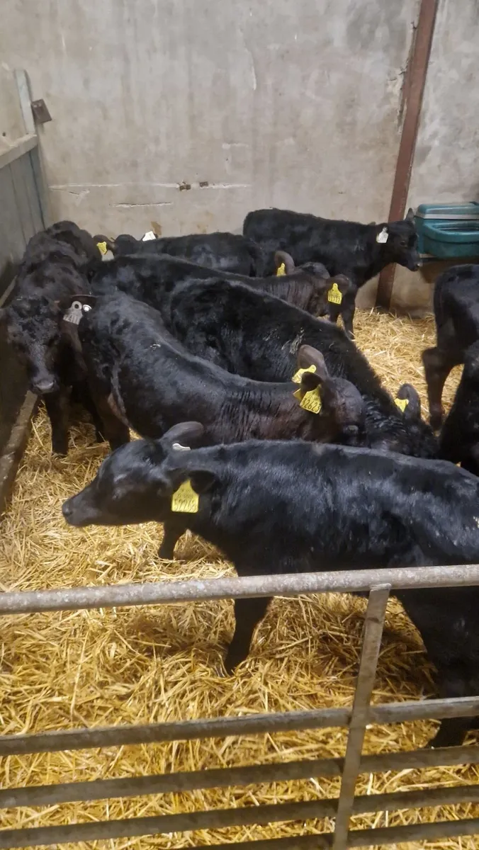 30  calves for sale - Image 3