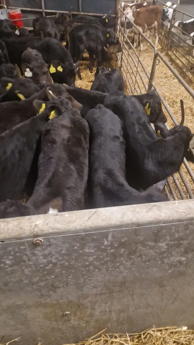 30  calves for sale - Image 1