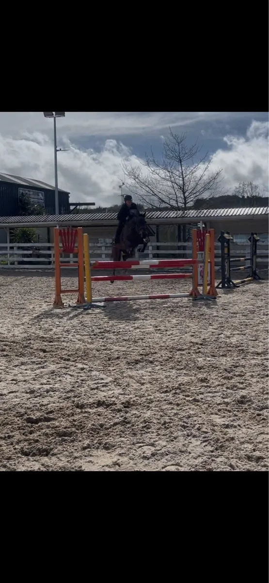 Talented 148cm 7 year old mare - Image 1