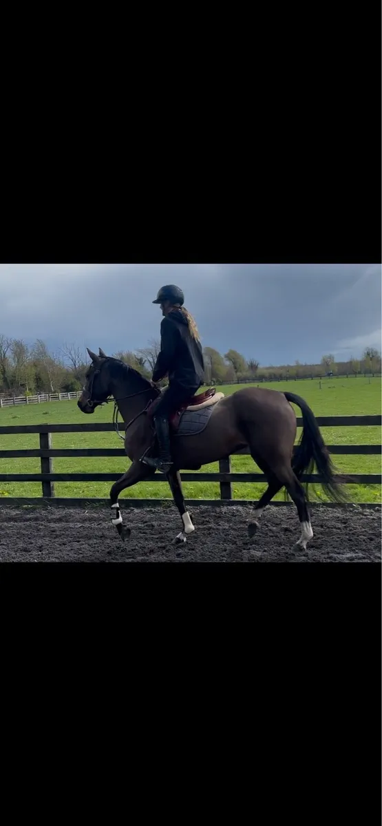 Talented 148cm 7 year old mare - Image 2