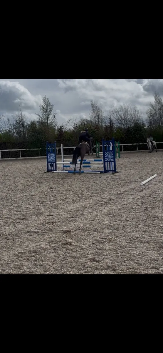 Talented 148cm 7 year old mare - Image 3