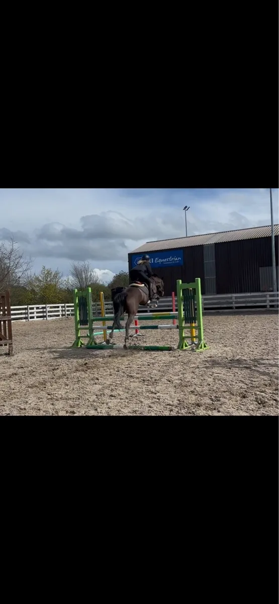 Talented 148cm 7 year old mare - Image 4