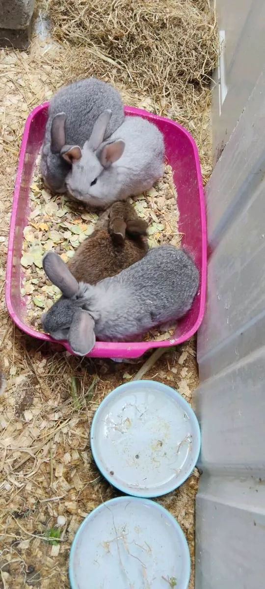 5 rabbits - Image 2