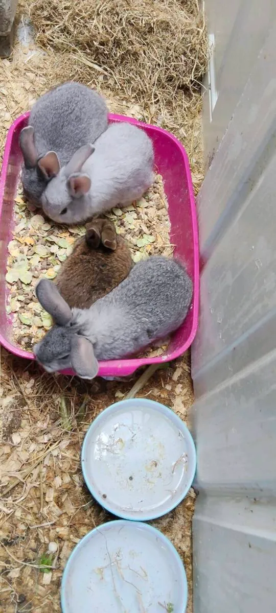 5 rabbits - Image 3