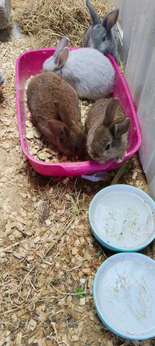 5 rabbits - Image 1