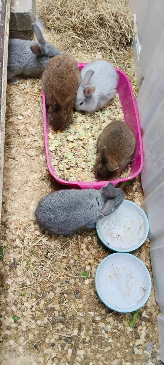 5 rabbits - Image 4