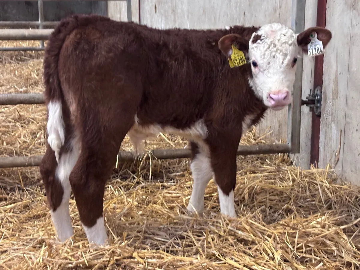 9 super Hereford & Angus calves for sale - Image 1