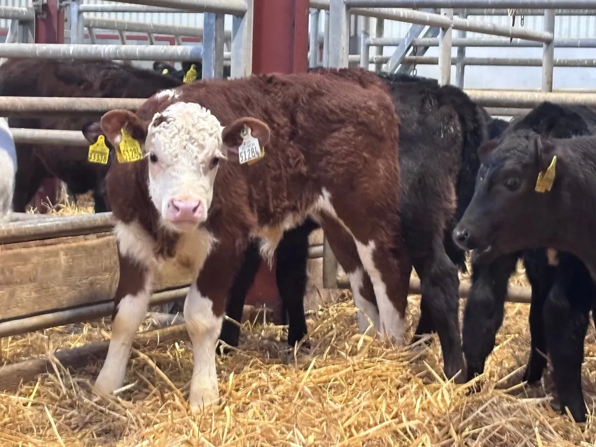 9 super Hereford & Angus calves for sale - Image 2