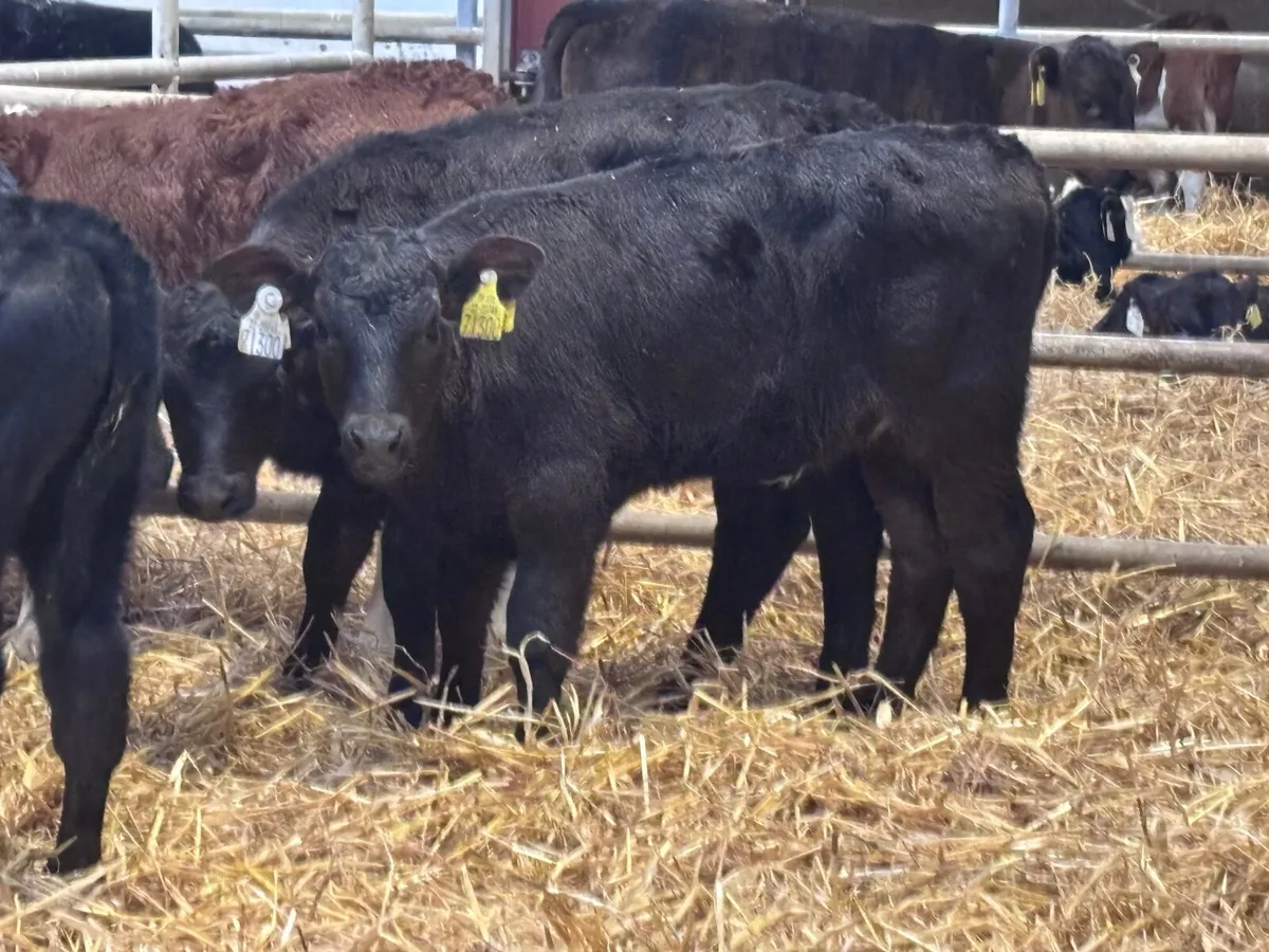 9 super Hereford & Angus calves for sale - Image 3