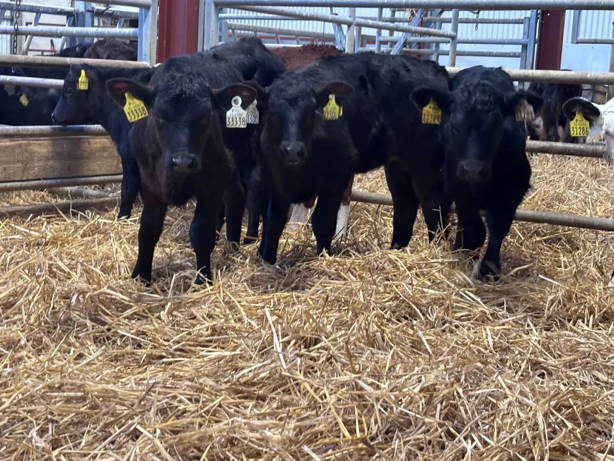 9 super Hereford & Angus calves for sale - Image 4