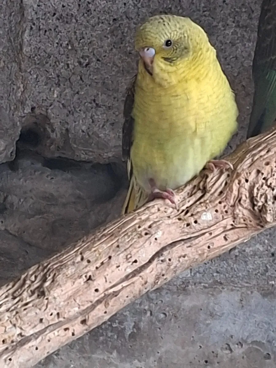 Young blackwing  budgies - Image 1