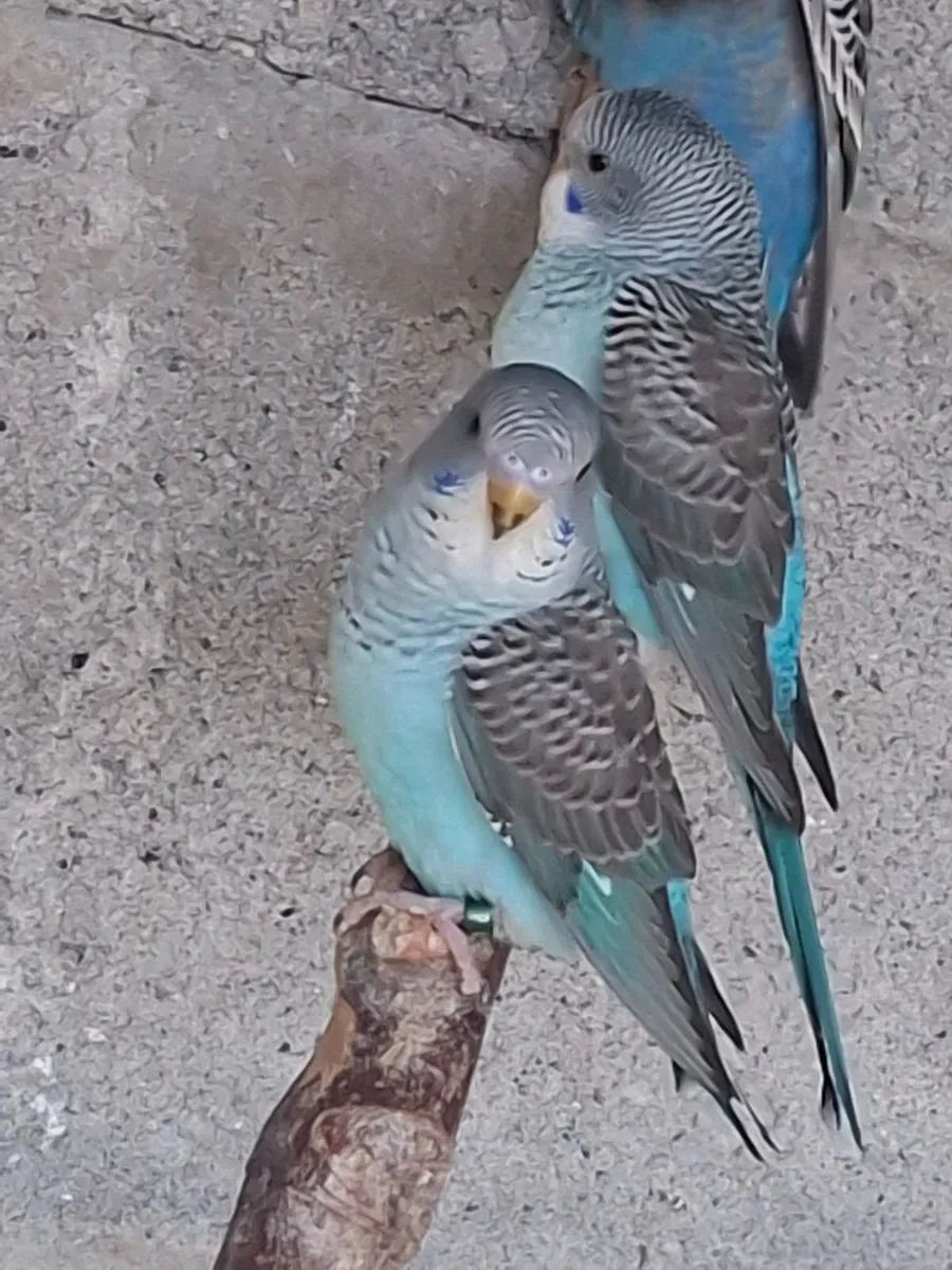 Young blackwing  budgies - Image 2