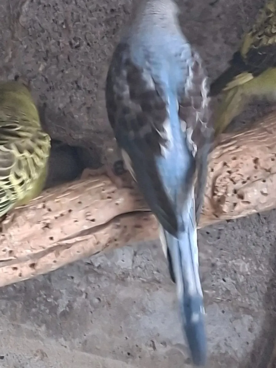 Young blackwing  budgies - Image 3