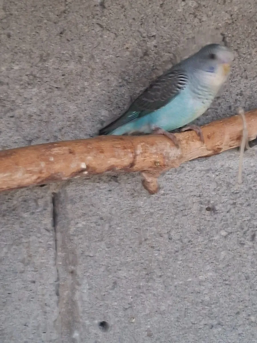 Young blackwing  budgies - Image 4