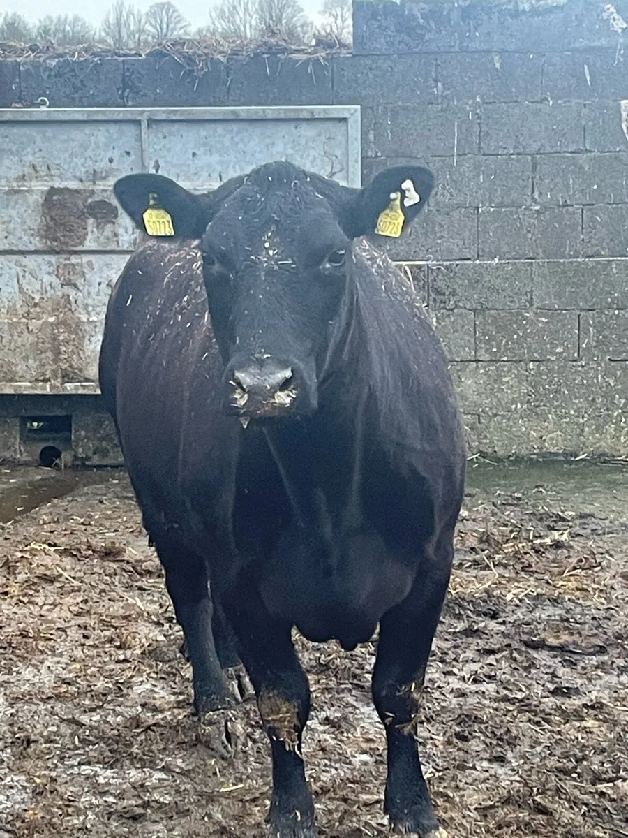 Pedigree Angus cow and pedigree heifer calf. - Image 1