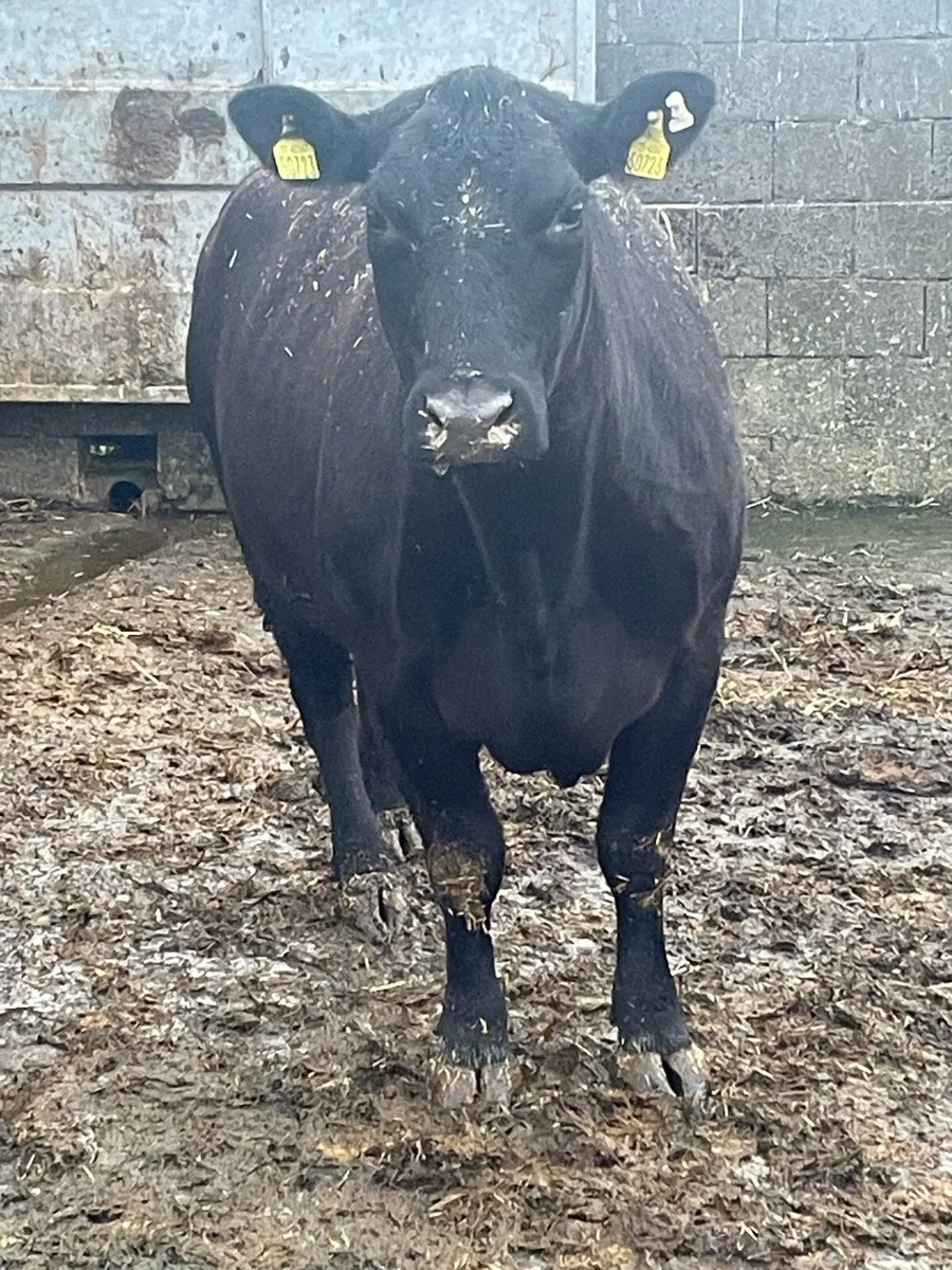 Pedigree Angus cow and pedigree heifer calf. - Image 4