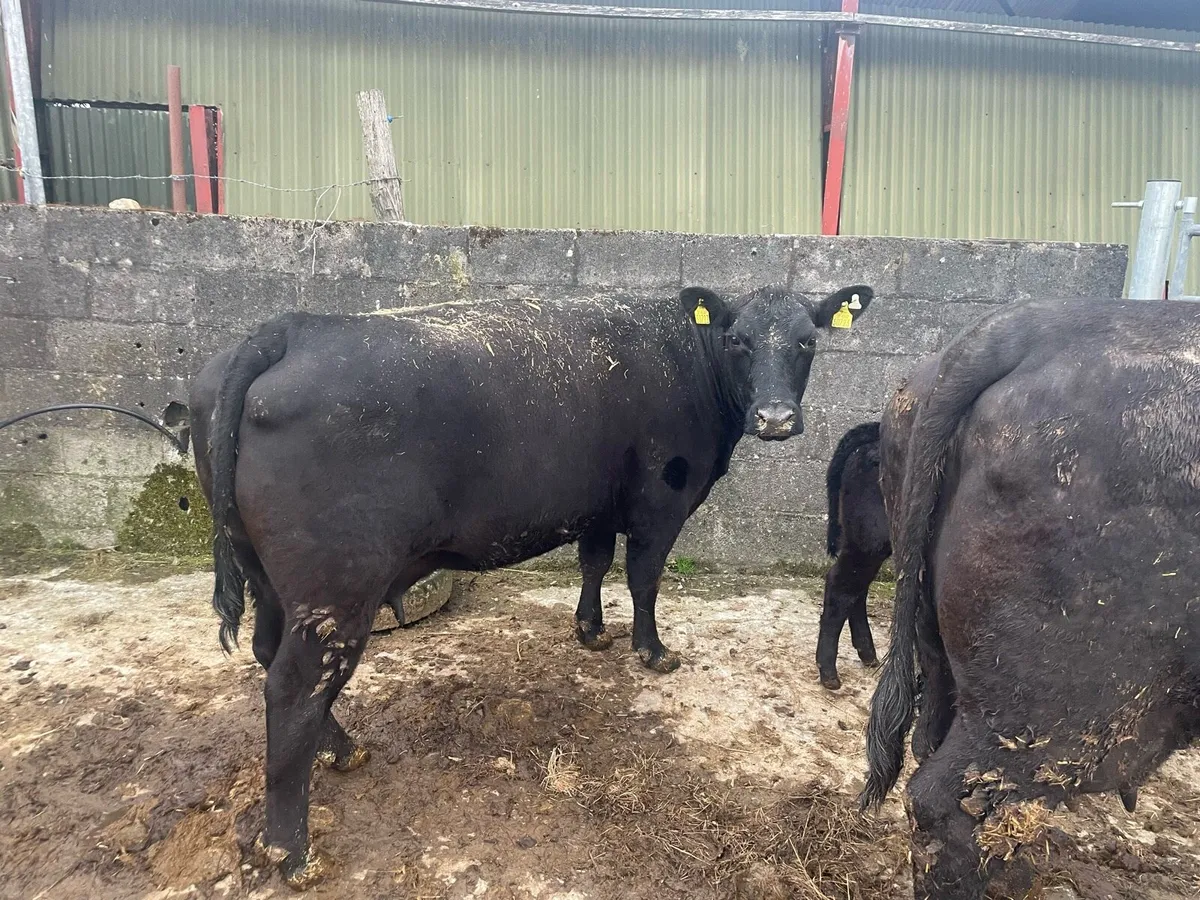 Pedigree Angus cow and pedigree heifer calf. - Image 2