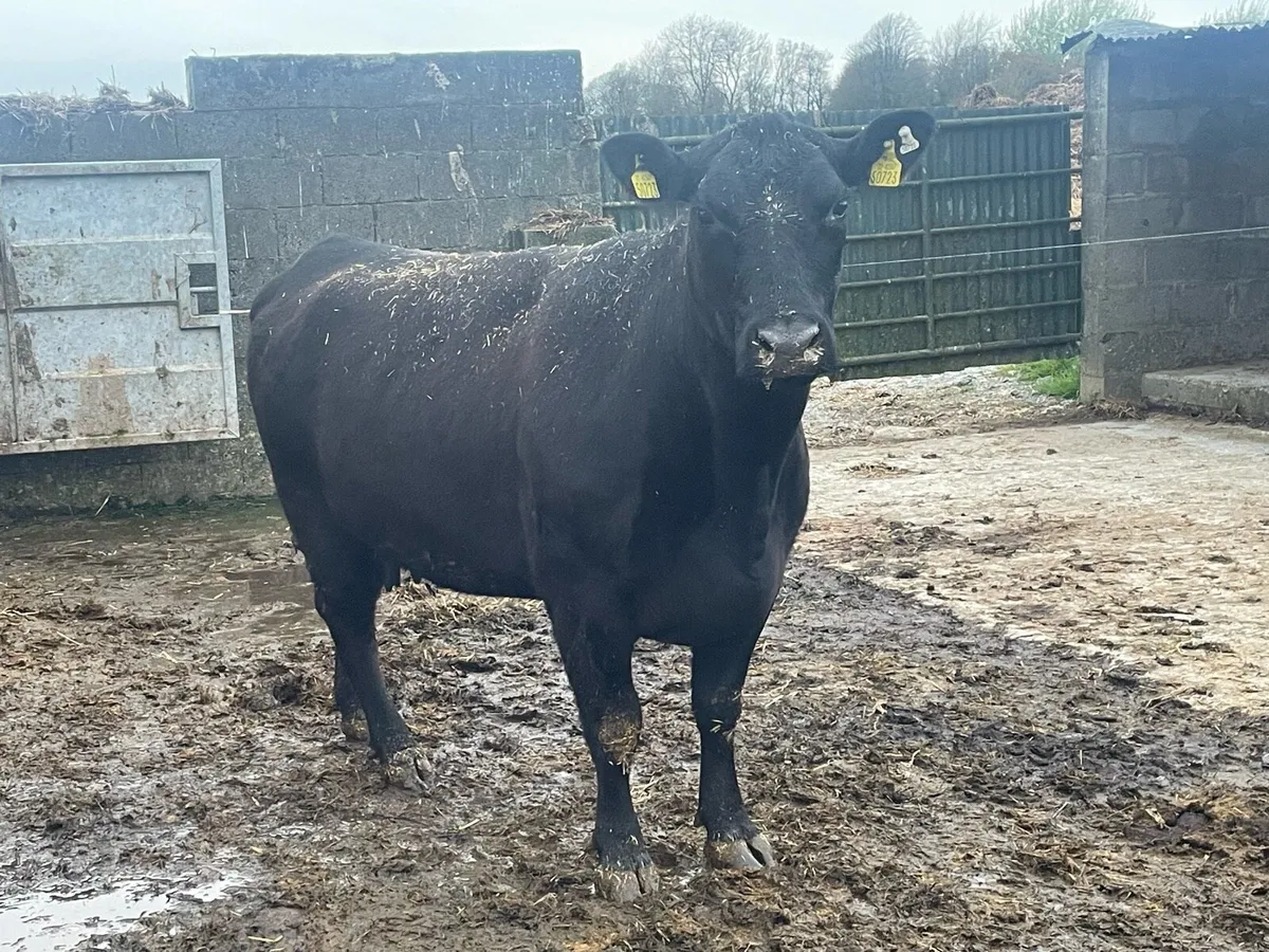 Pedigree Angus cow and pedigree heifer calf. - Image 3