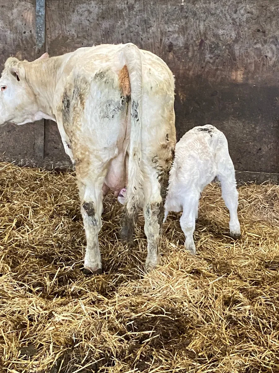 Super suckler cows with calves at foot - Image 2