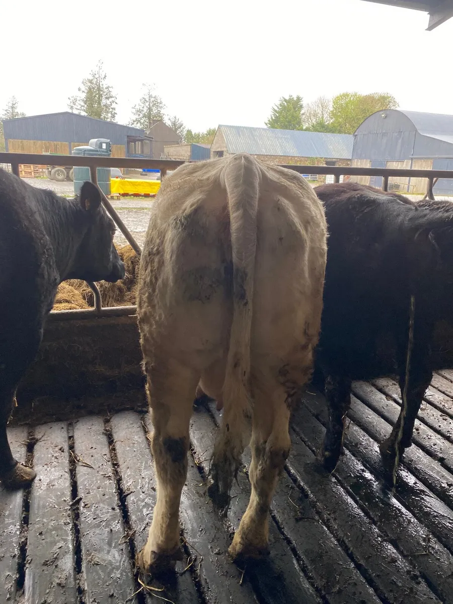 Super suckler cows with calves at foot - Image 3
