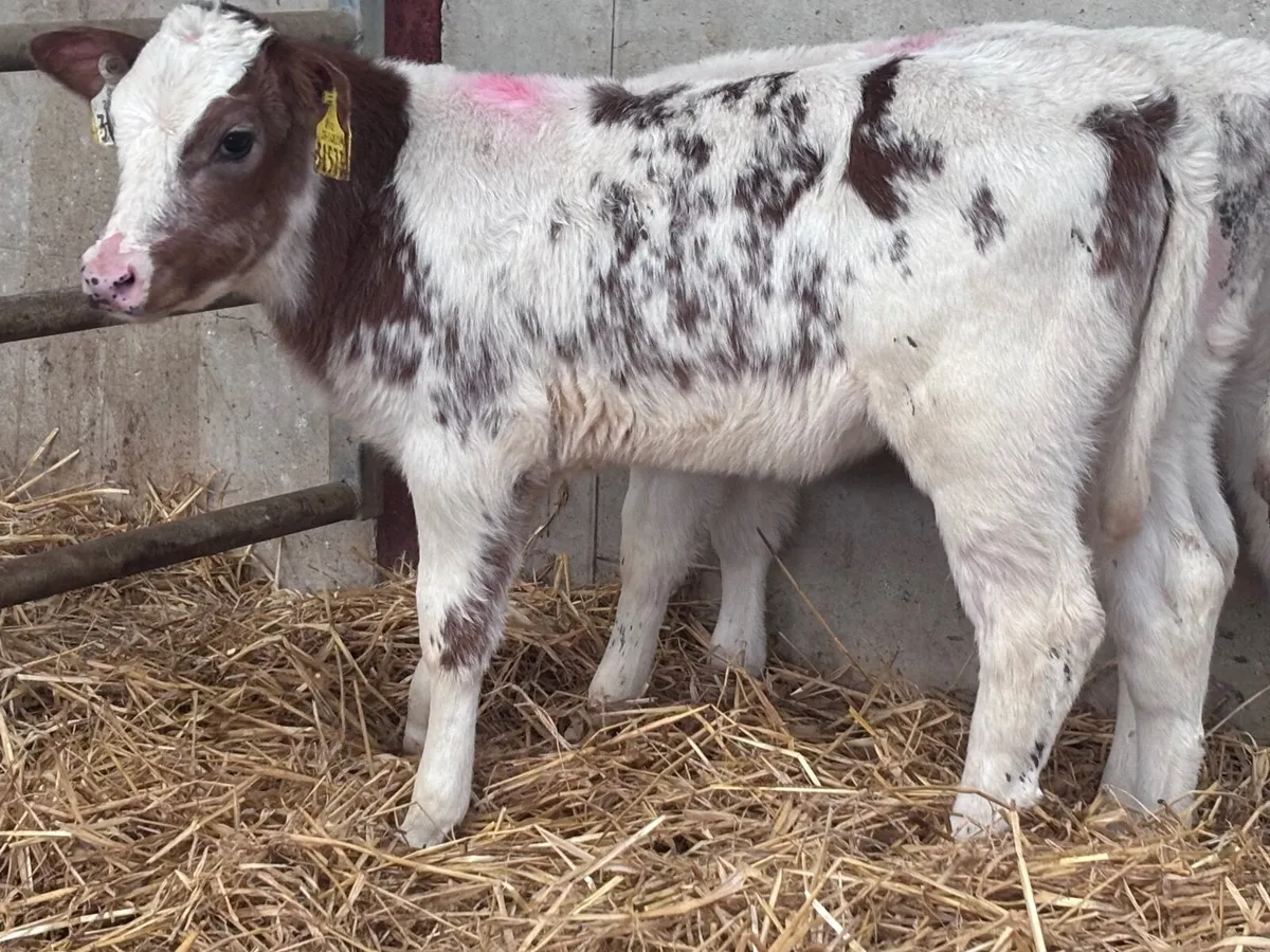 2 red & white Belgium blue heifer calves for sale - Image 1