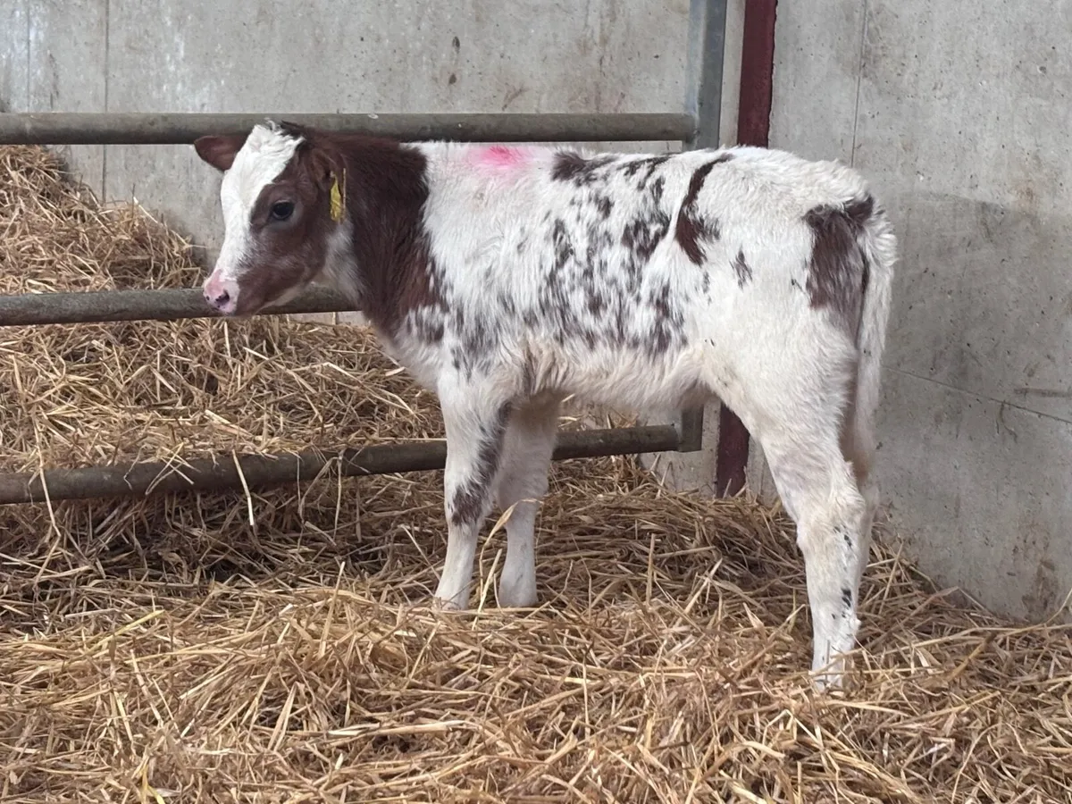 2 red & white Belgium blue heifer calves for sale - Image 2