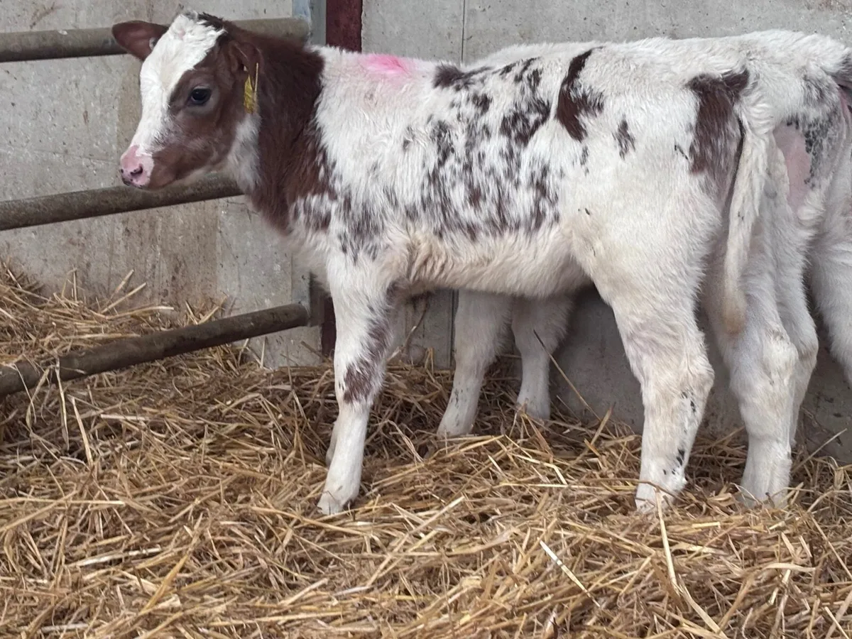 2 red & white Belgium blue heifer calves for sale - Image 3