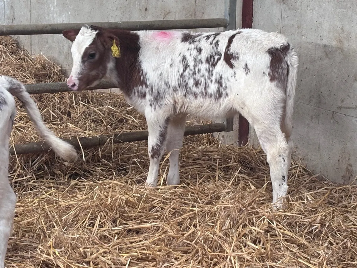 2 red & white Belgium blue heifer calves for sale - Image 4