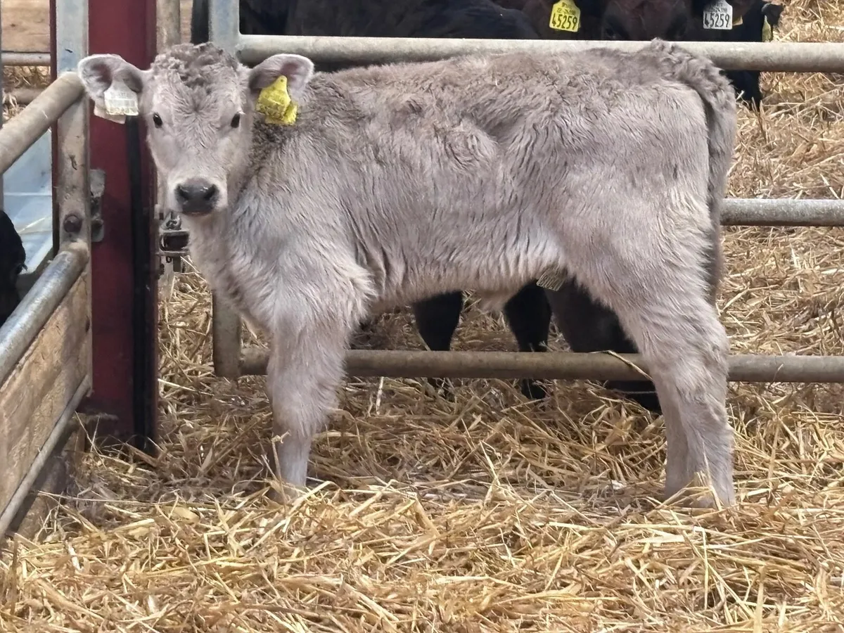 Smashing Charlaois heifer calf for sale - Image 3
