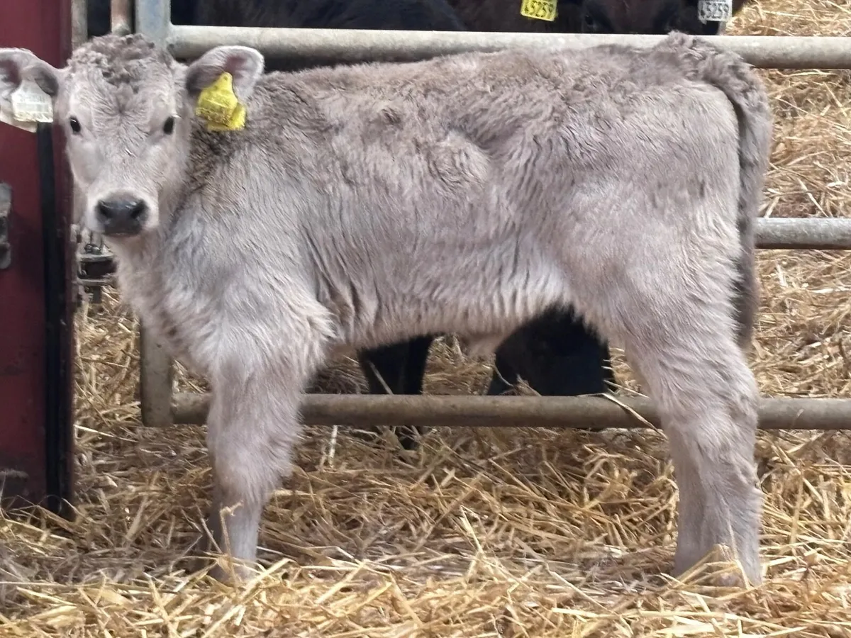 Smashing Charlaois heifer calf for sale - Image 1