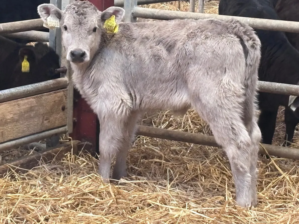 Smashing Charlaois heifer calf for sale - Image 2