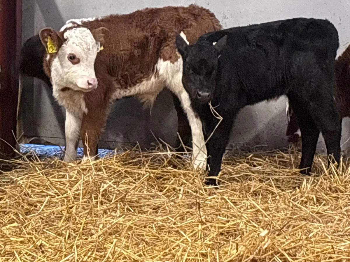6 Hereford & Angus calves for sale @€295 - Image 1