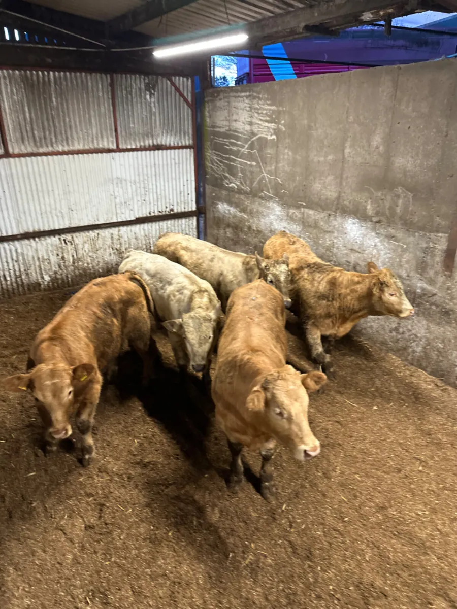 Charolais bullocks - Image 4