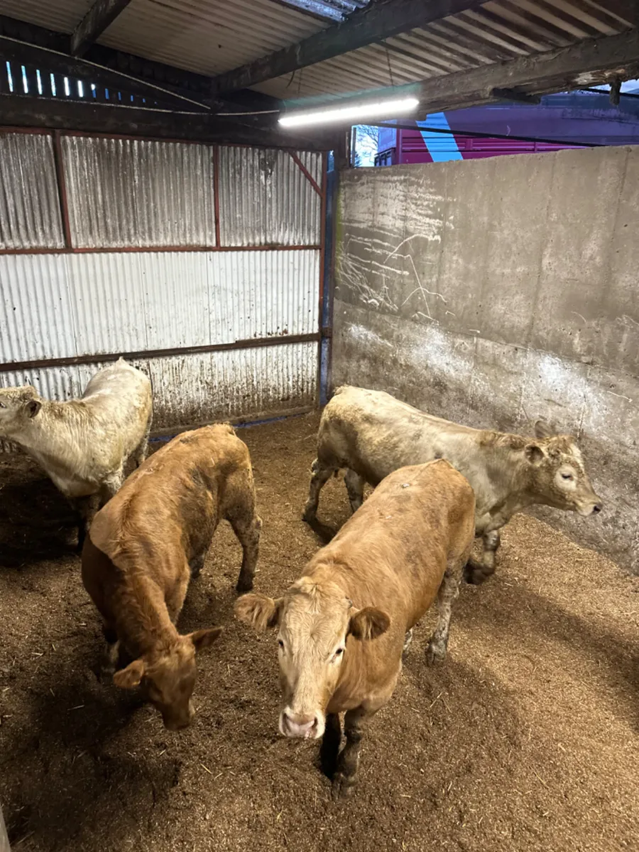 Charolais bullocks - Image 3