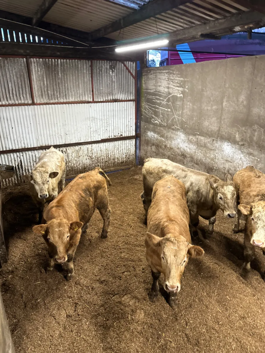 Charolais bullocks - Image 2