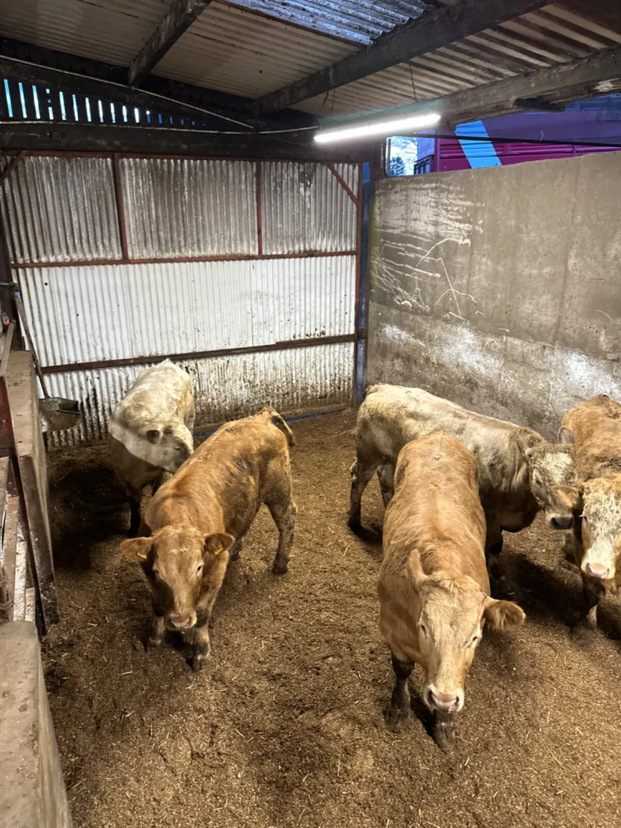 Charolais bullocks - Image 1