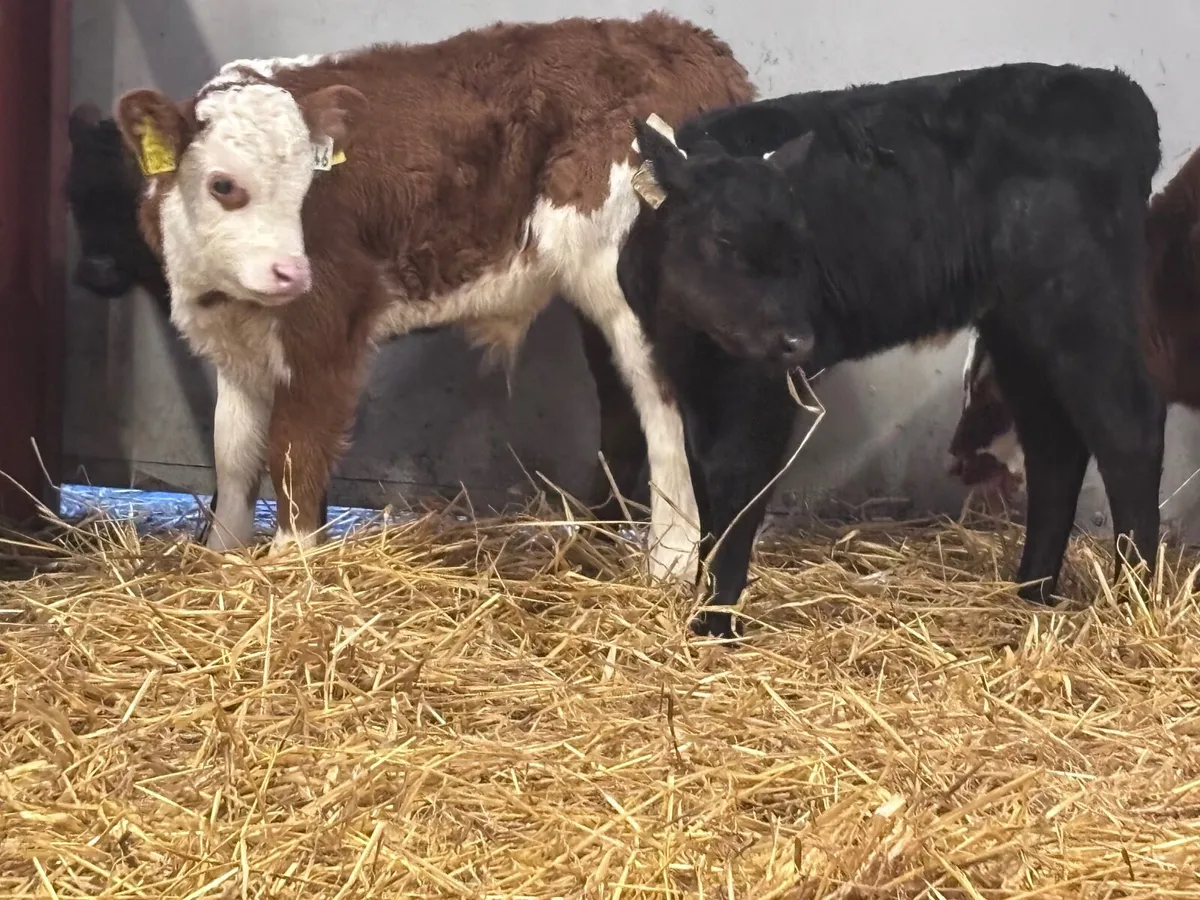 6 Hereford & Angus calves for sale @€295 - Image 3