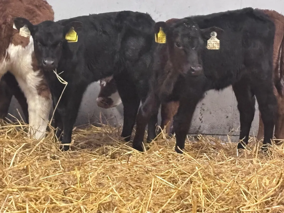 6 Hereford & Angus calves for sale @€295 - Image 2
