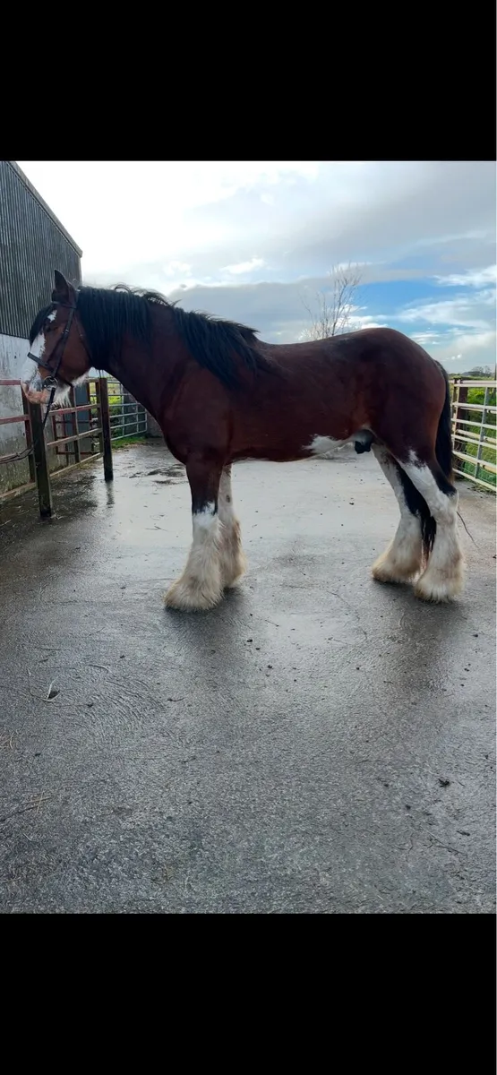 Clydesdale stallion - Image 1