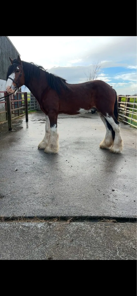 Clydesdale stallion - Image 2